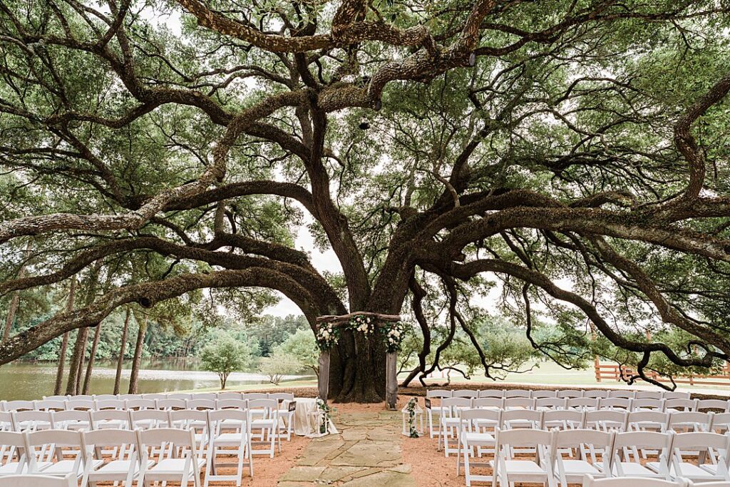 1 giant oak tree wedding ceremony OPT